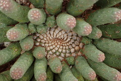 Euphorbia esculenta