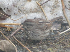 Melospiza melodia image