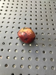 Spondias purpurea