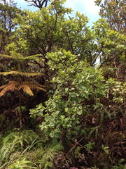 Wikstroemia bicornuta