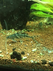 Pimelodus pictus