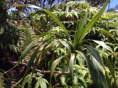 Freycinetia arborea