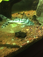 Pimelodus pictus