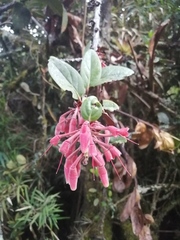 Macleania loeseneriana