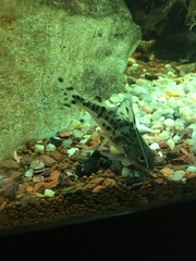 Pimelodus pictus