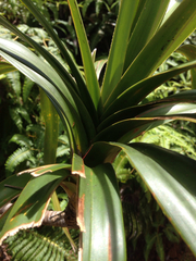Freycinetia arborea