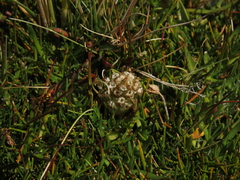 Myrosmodes nervosa