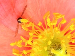 Toxomerus marginatus