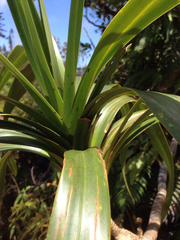 Freycinetia arborea