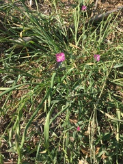 Oenothera rosea