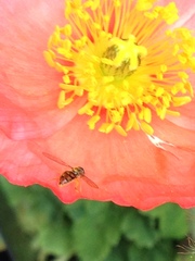 Toxomerus marginatus