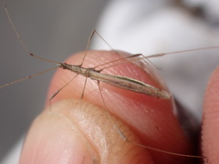 Neides aduncus