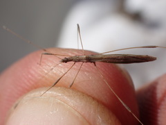 Neides aduncus