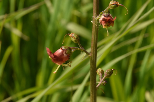 Image of Scrophularia rubricaulis by (c) Mitch Van Dyke, some rights reserved (CC BY)