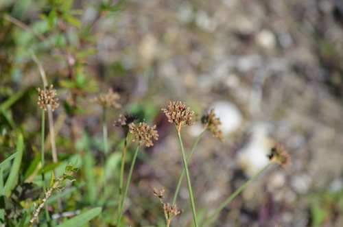 Fimbristylis cymosa