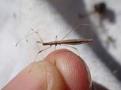 Neides aduncus