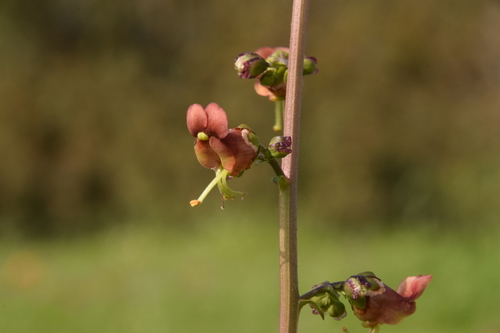 Image of Scrophularia rubricaulis by (c) Mitch Van Dyke, some rights reserved (CC BY)
