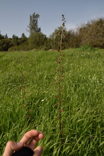Image of Scrophularia rubricaulis by (c) Mitch Van Dyke, some rights reserved (CC BY)