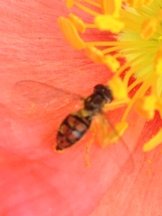Toxomerus marginatus