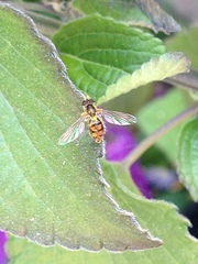 Toxomerus marginatus