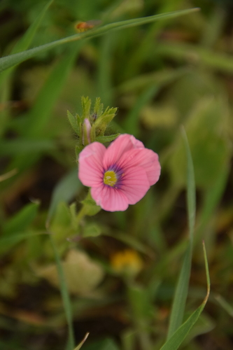 Image of Linum pubescens by (c) Mitch Van Dyke, some rights reserved (CC BY)