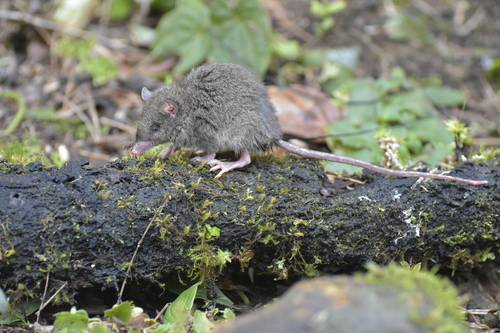 Gray-bellied Shrew Opossum (Caenolestes caniventer) — Near Threatened Mammalia