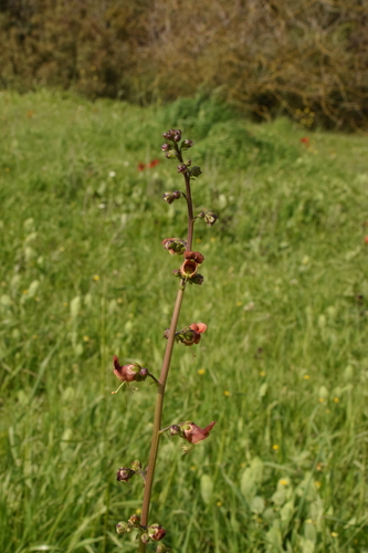 Image of Scrophularia rubricaulis by (c) Mitch Van Dyke, some rights reserved (CC BY)