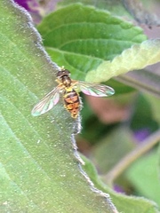 Toxomerus marginatus
