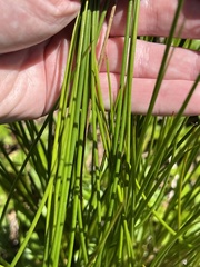 Juncus scirpoides