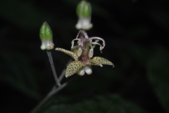 Tricyrtis puberula