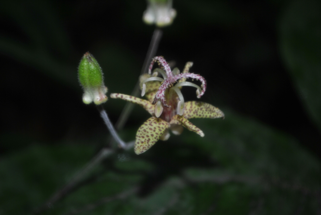 Tricyrtis puberula