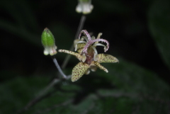 Tricyrtis puberula