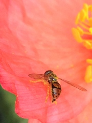 Toxomerus marginatus