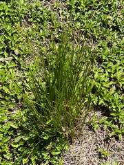 Juncus scirpoides