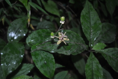 Tricyrtis puberula
