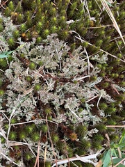 Cladonia atlantica