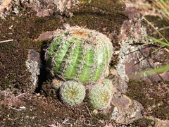 Parodia