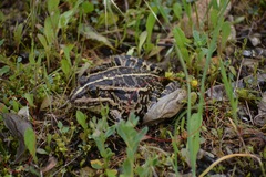 Drusia ibera