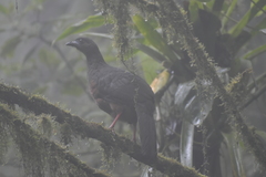 Cracidae