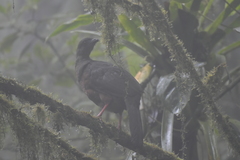 Cracidae