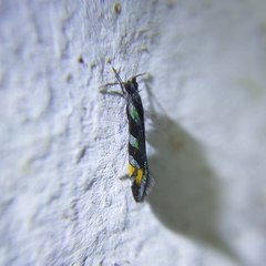 Nectopsyche splendida