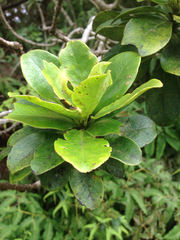 Ilex anomala