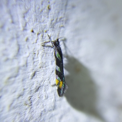 Nectopsyche splendida