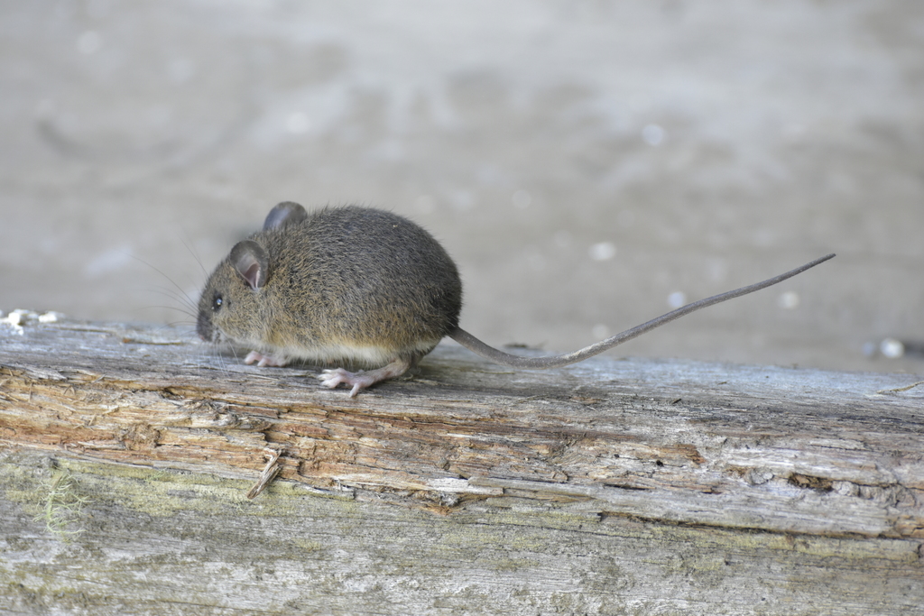 Peruvian Rice Rat
