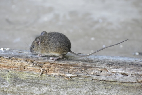 Peruvian rice rat (Oreoryzomys balneator) — Data Deficient Mammalia