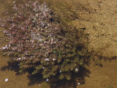 Myriophyllum quitense