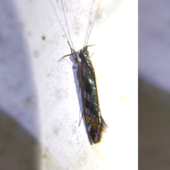 Nectopsyche splendida