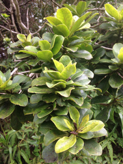 Ilex anomala