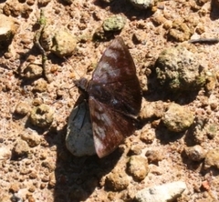 Pellicia