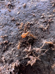 Pheidole californica